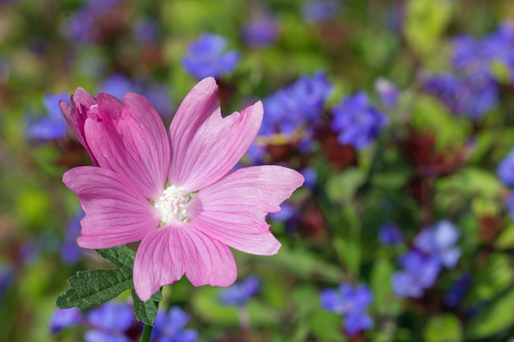 Plantenfiche-Malva-moschata-Rosea-