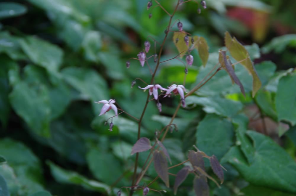 Plantenfiche-Epimedium-Pink-Elf-