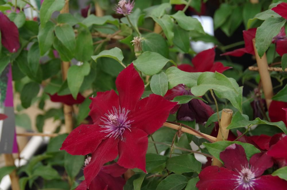 Plantenfiche-Clematis-EVIPO079-Boulevard-Nubia-