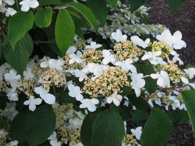 Plantenfiche-Viburnum-plicatum-Mariesii-
