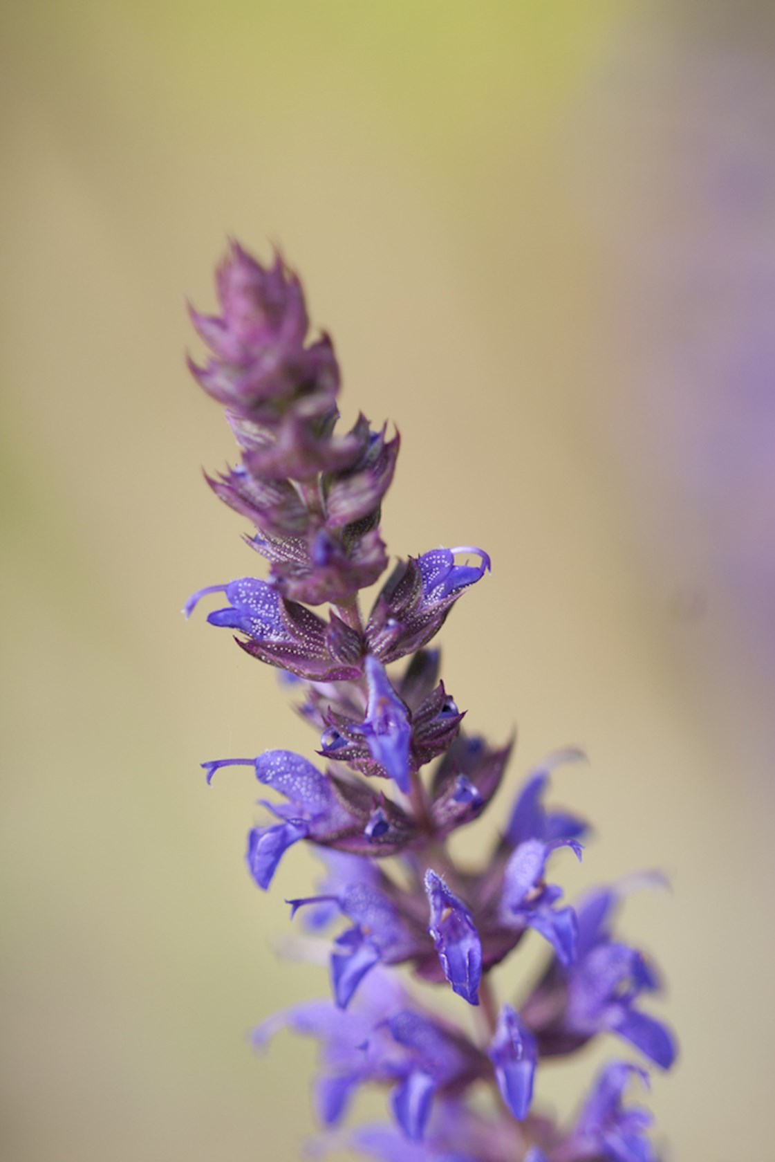 Plantenfiche-Salvia-nemorosa