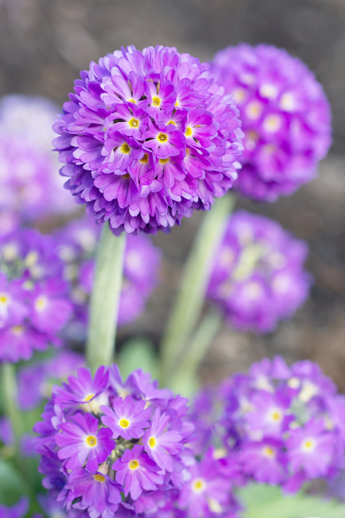 Plantenfiche-Primula-denticulata