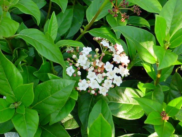 Plantenfiche-Viburnum-tinus-Eve-Price-