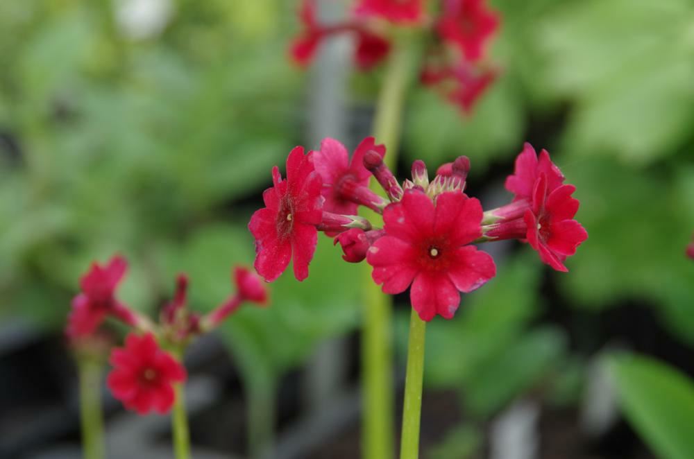 Plantenfiche-Primula-japonica-Miller-s-Crimson-