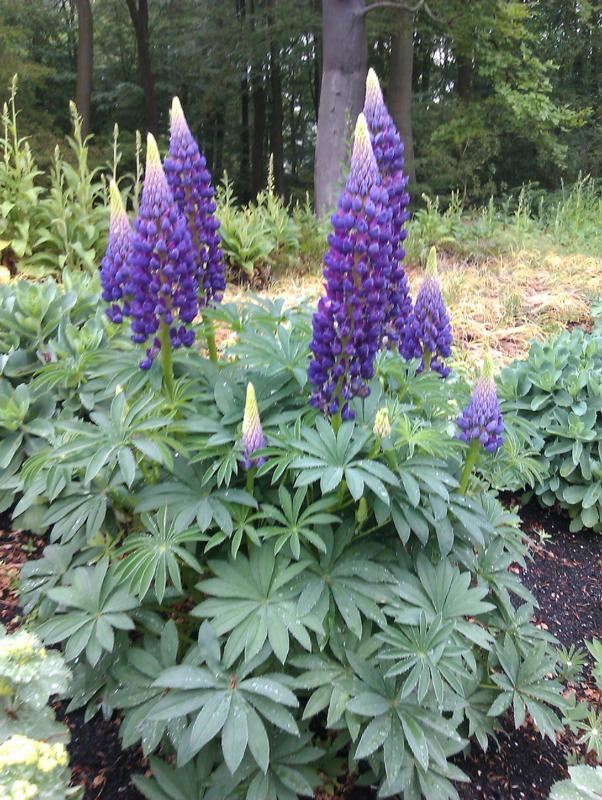 Plantenfiche-Lupinus-Russell-Hybrids