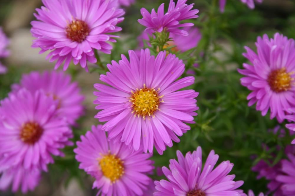 Plantenfiche-Aster-Heinz-Richard-