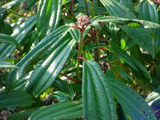 Plantenfiche-Viburnum-davidii