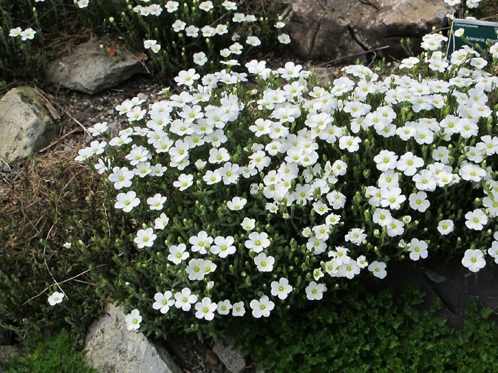 Plantenfiche-Arenaria-montana