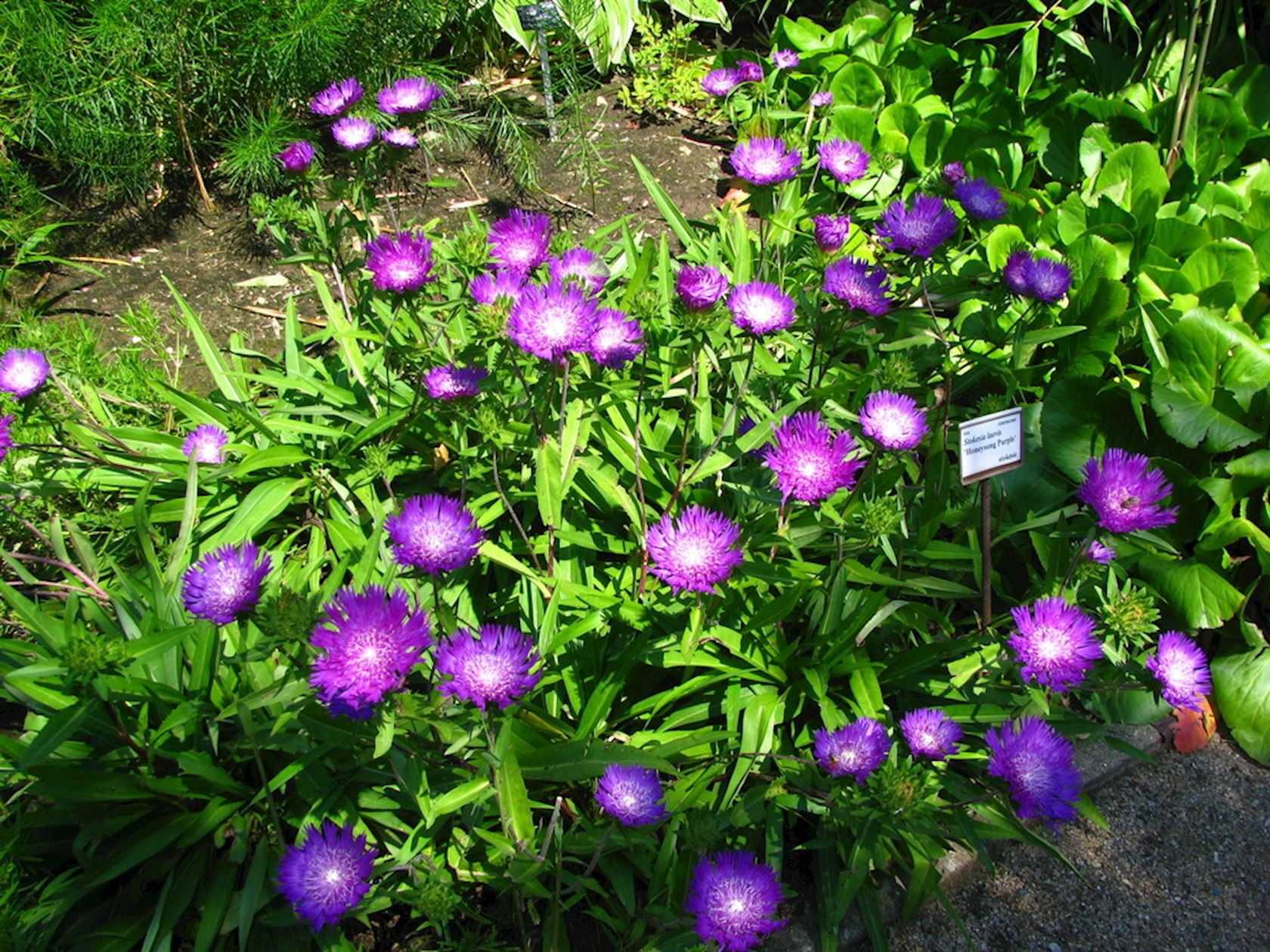 Plantenfiche-Stokesia-laevis