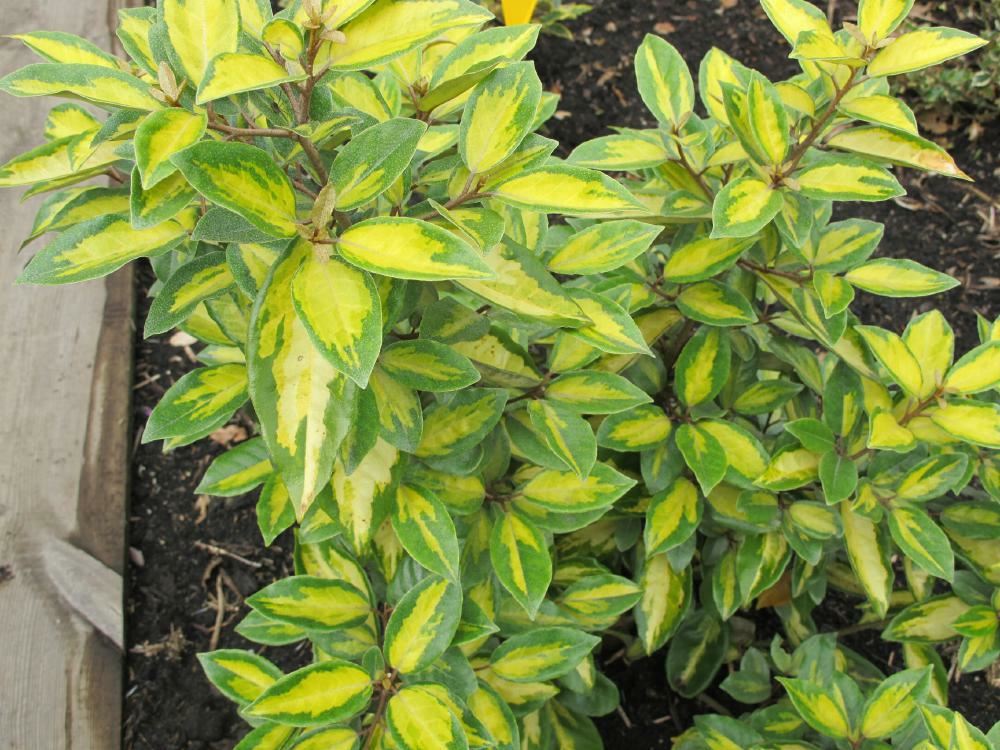 Plantenfiche-Elaeagnus-x-ebbingei-Limelight-