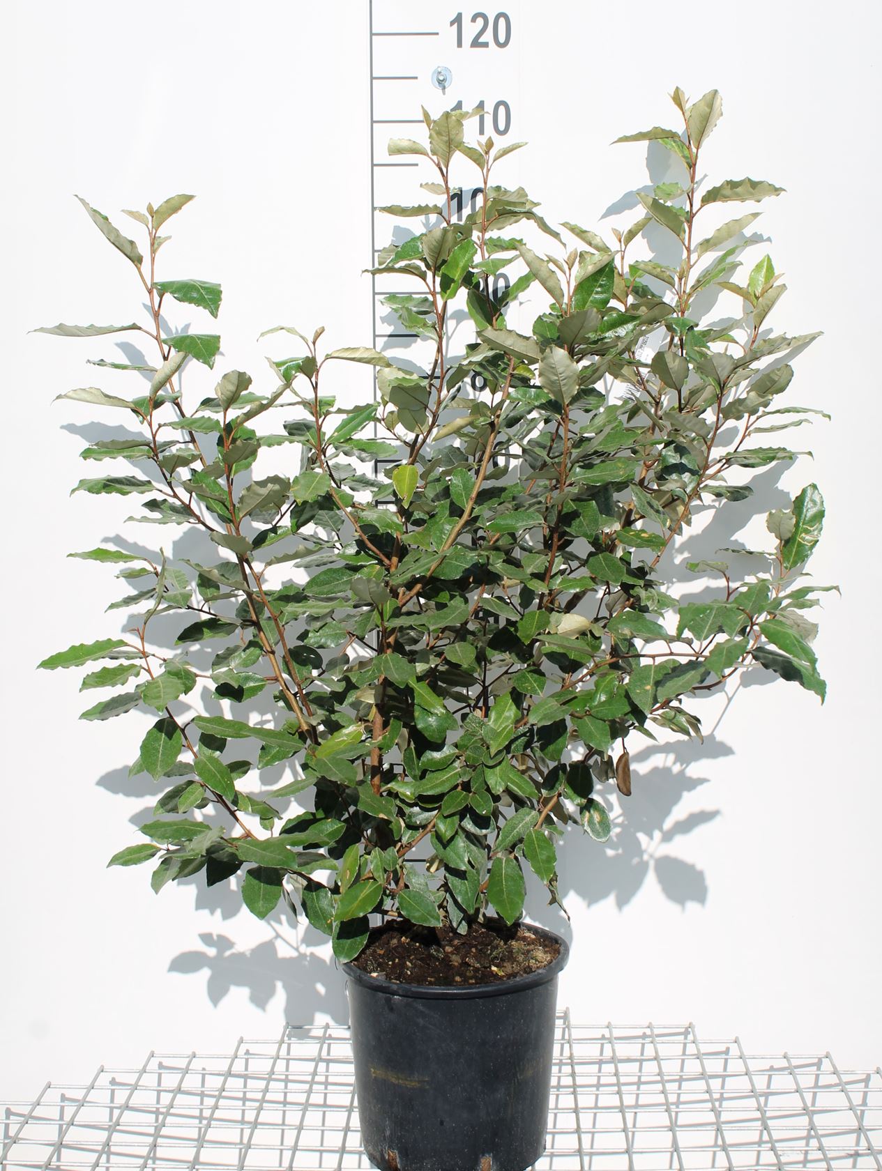 Elaeagnus x ebbingei - pot 18L - 100-125 cm