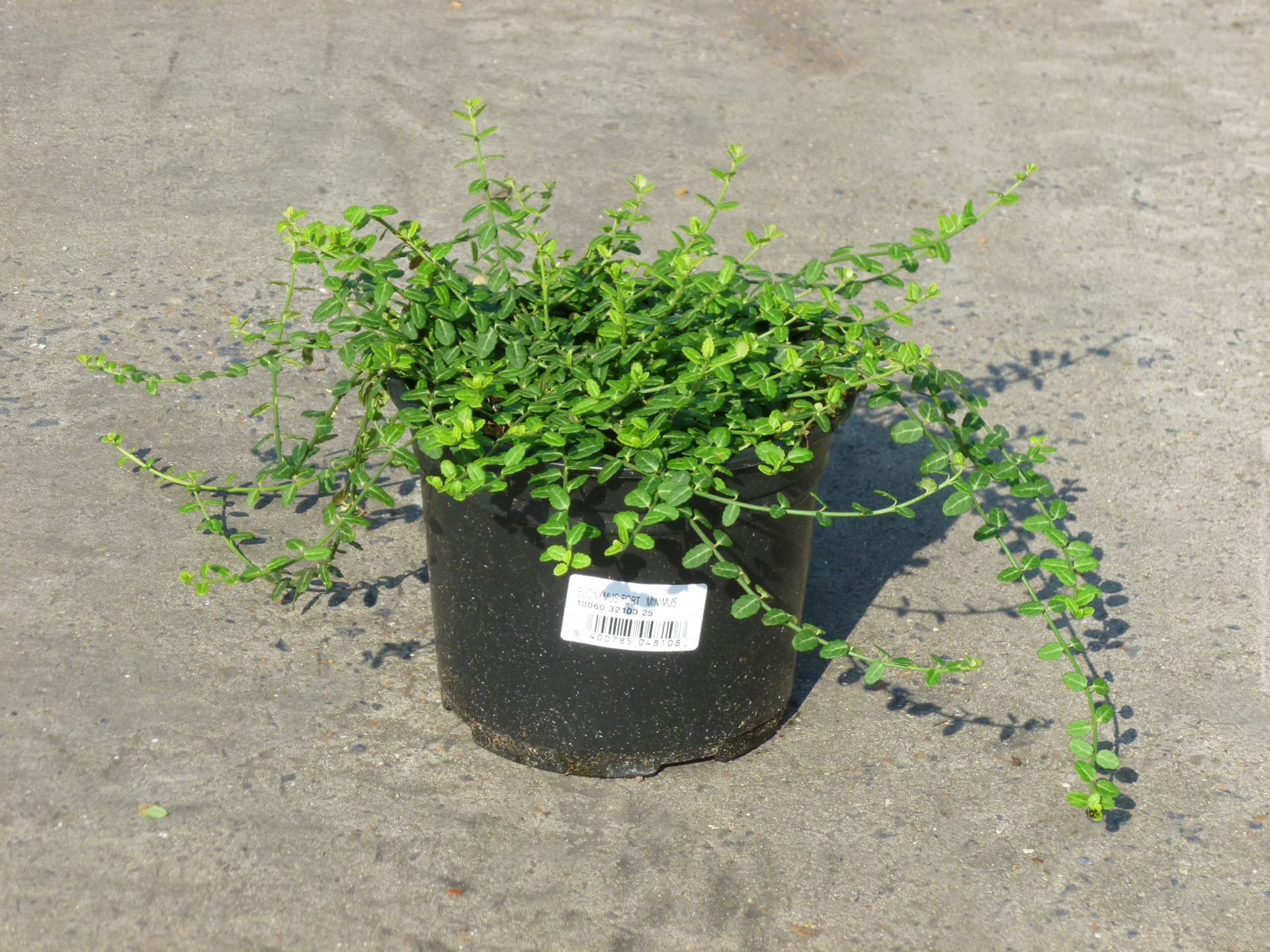 Euonymus fortunei 'Minimus' - pot - 20-25 cm