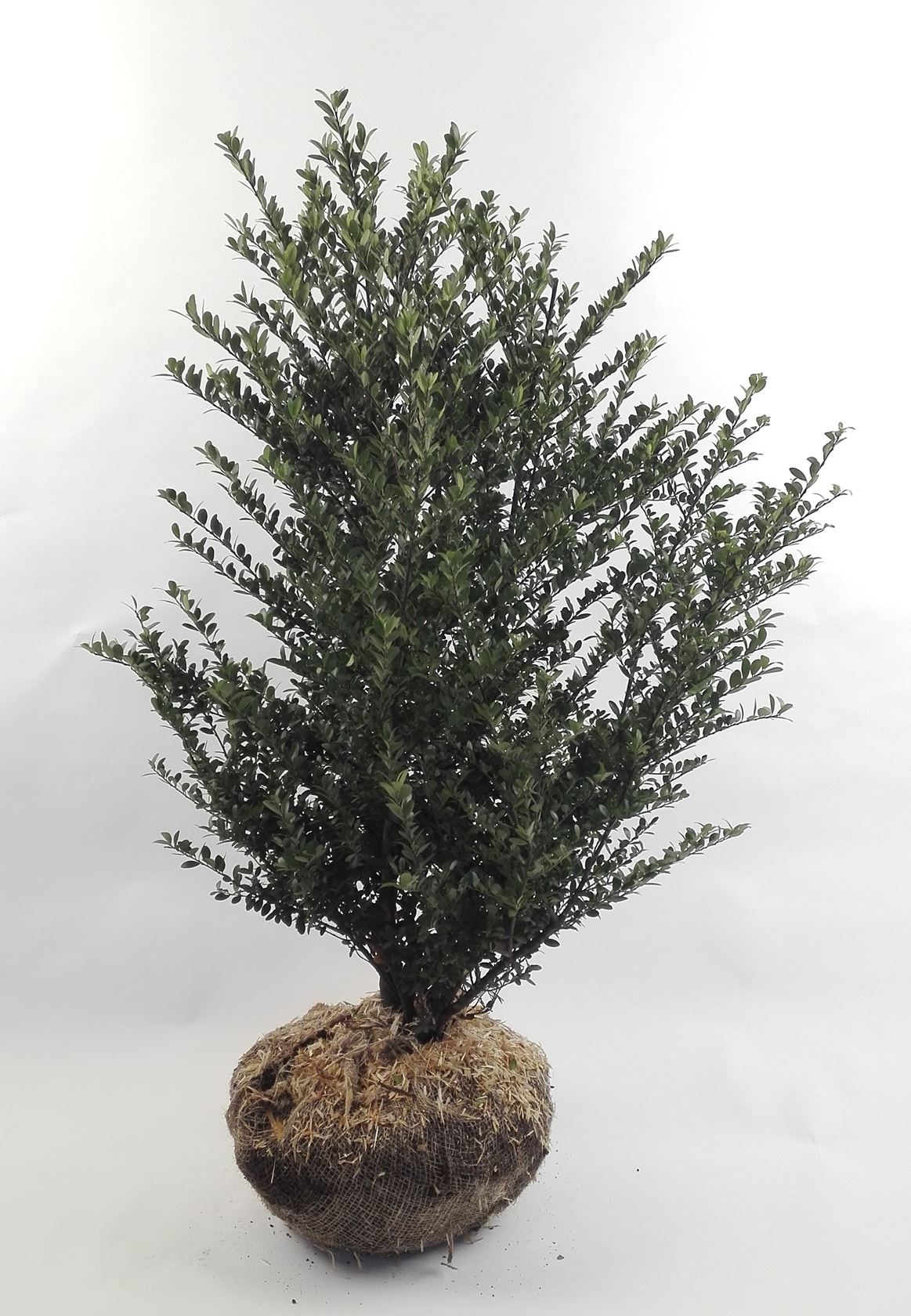 Ilex crenata 'Icoprins11' (Dark Green) - aardekluit - 60-80 cm - struik