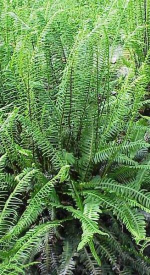 Blechnum spicant - pot 2L