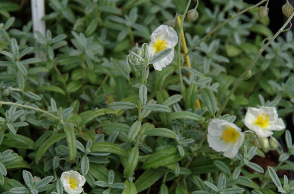 Plantenfiche-Helianthemum-The-Bride-