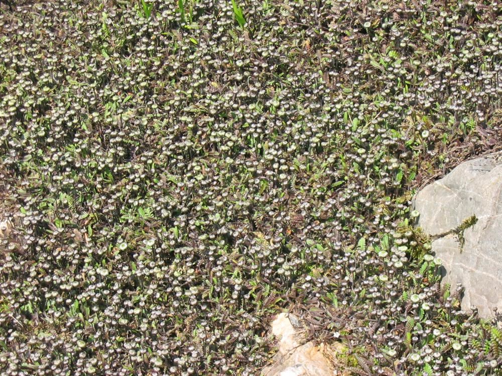 Plantenfiche-Leptinella-squalida-Platt-s-Black-