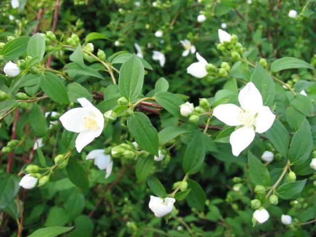 Plantenfiche-Philadelphus-Lemoinei-