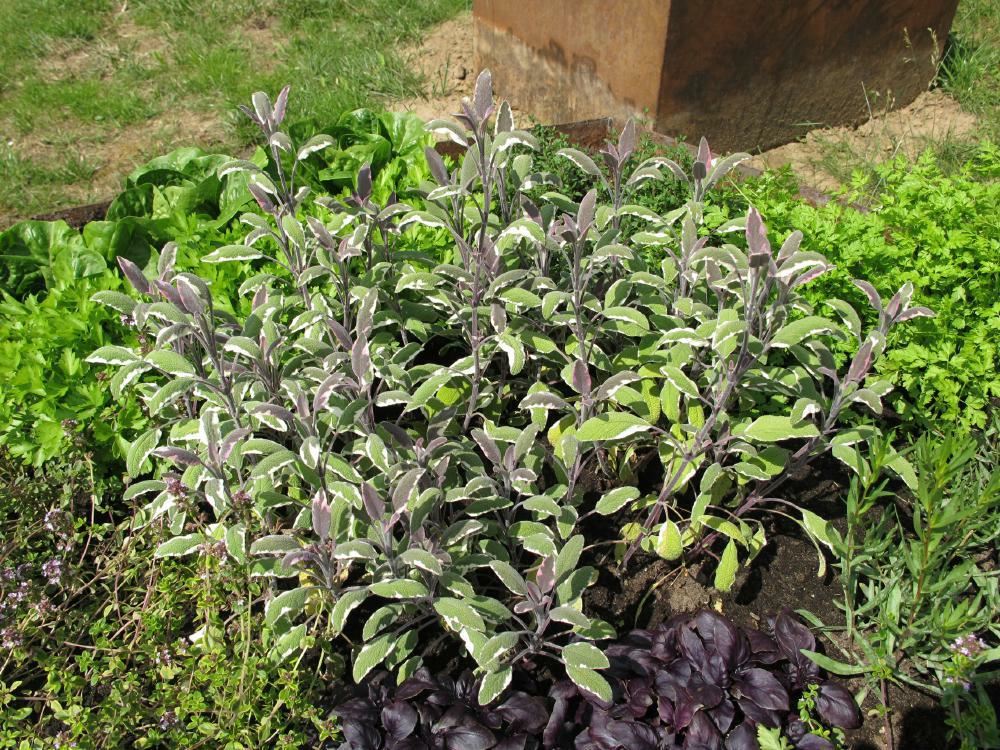 Plantenfiche-Salvia-officinalis-Tricolor-Bonte-salie-