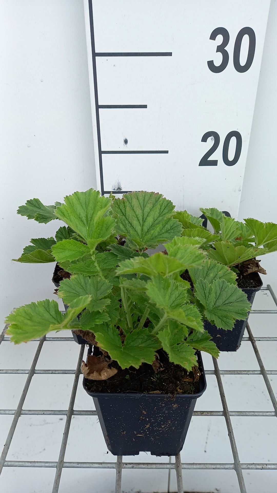 Geum 'MACGEU001' - pot 9x9 cm