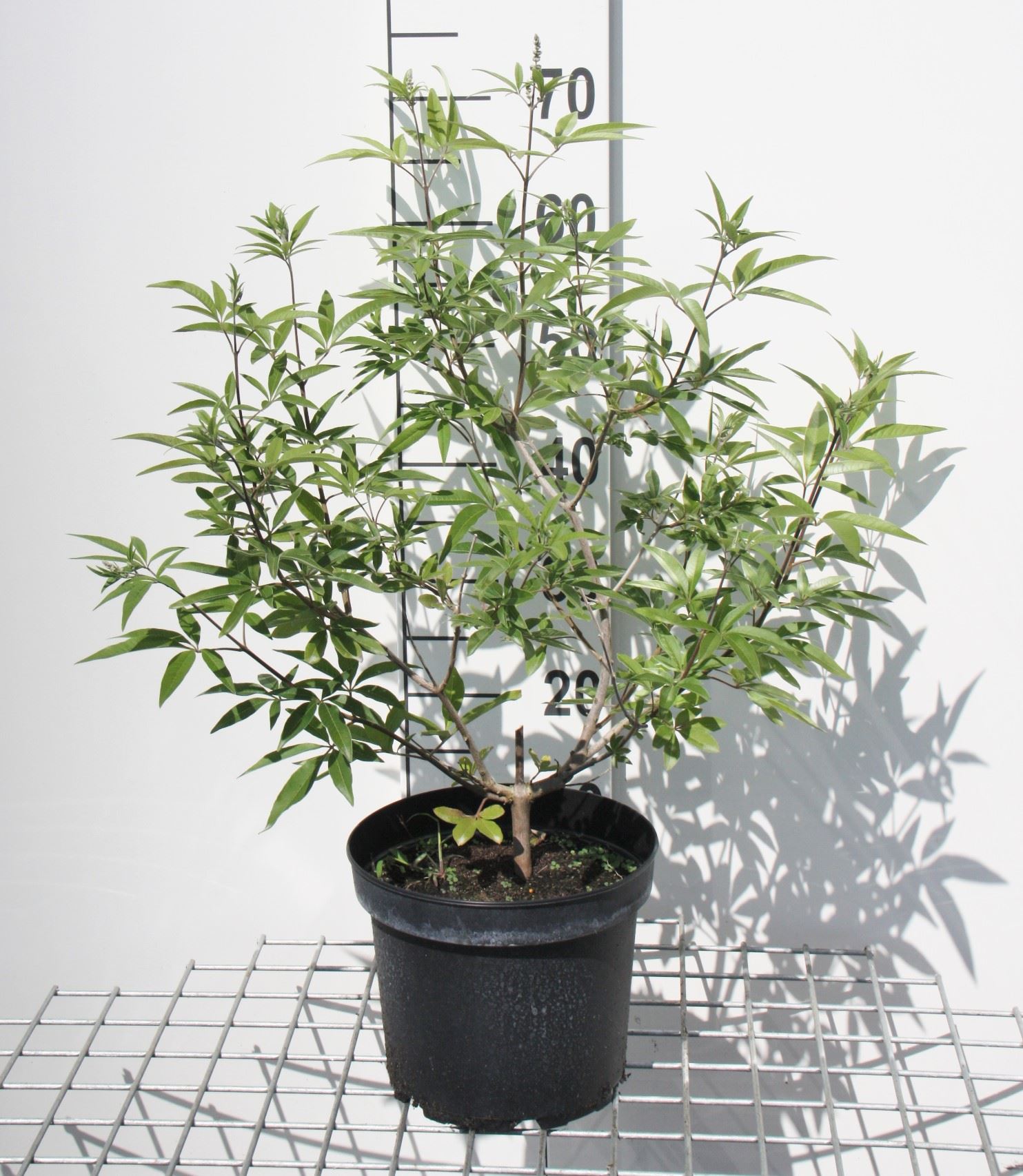 Vitex agnus-castus - pot - 30-40 cm