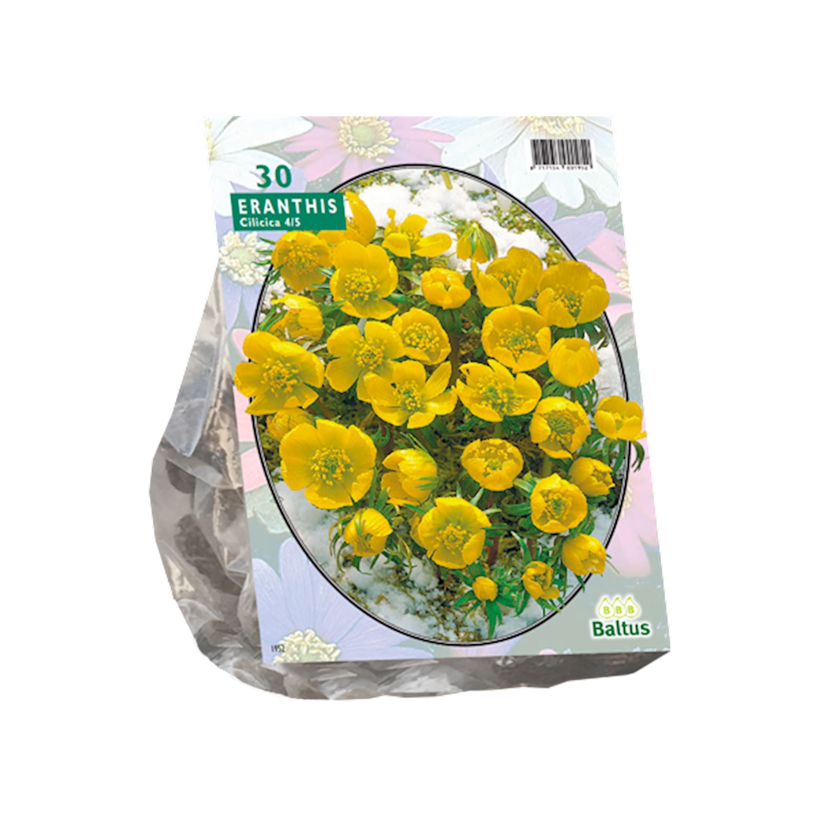 eranthis-cilicica-per-30