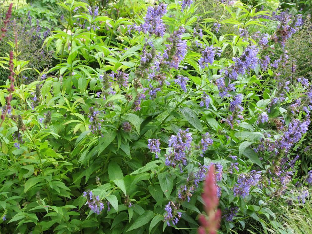 Plantenfiche-Nepeta-sibirica