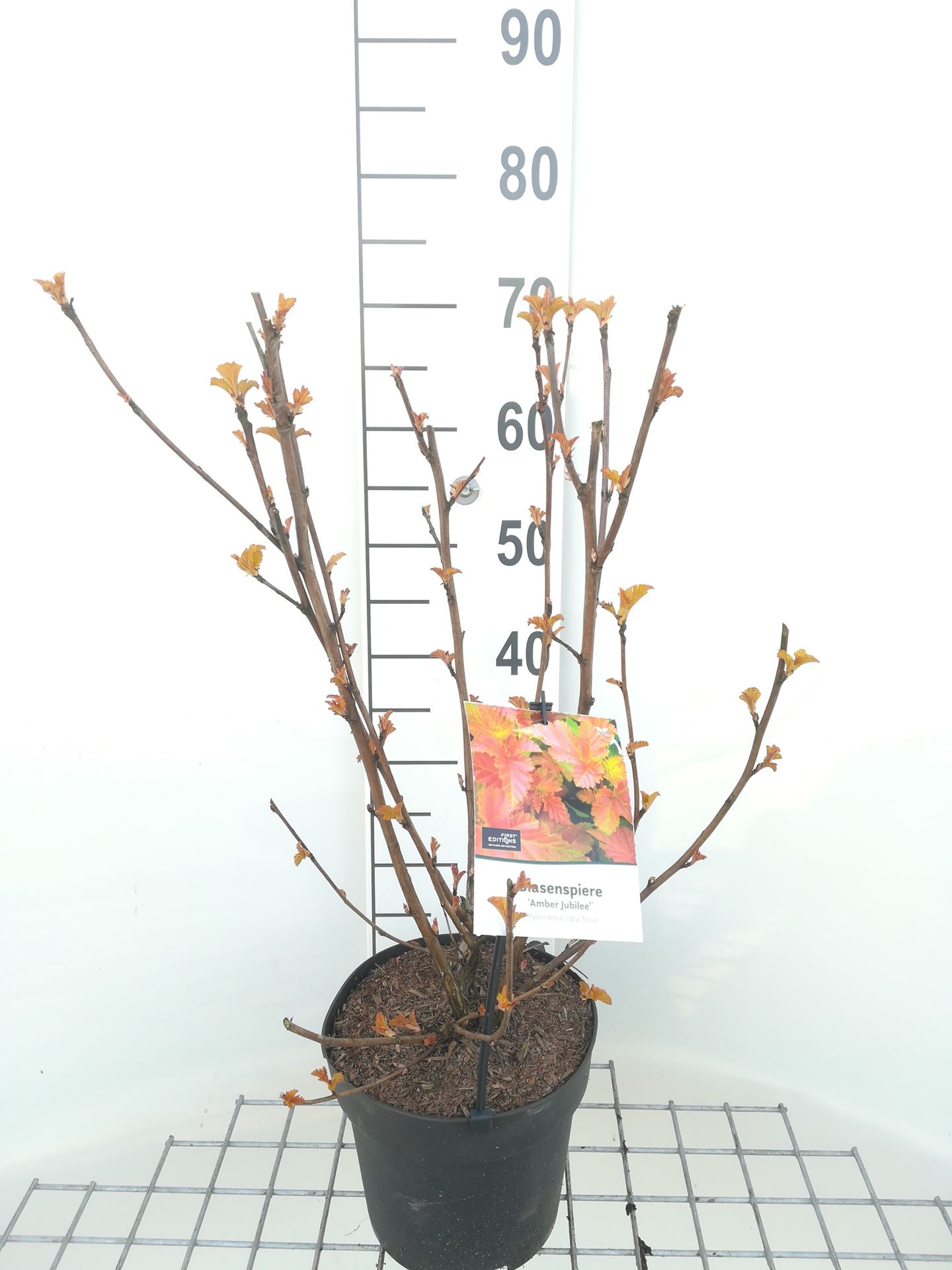 Physocarpus opulifolius 'Jefam' (Amber Jubilee) - pot 3L - 40-60 cm