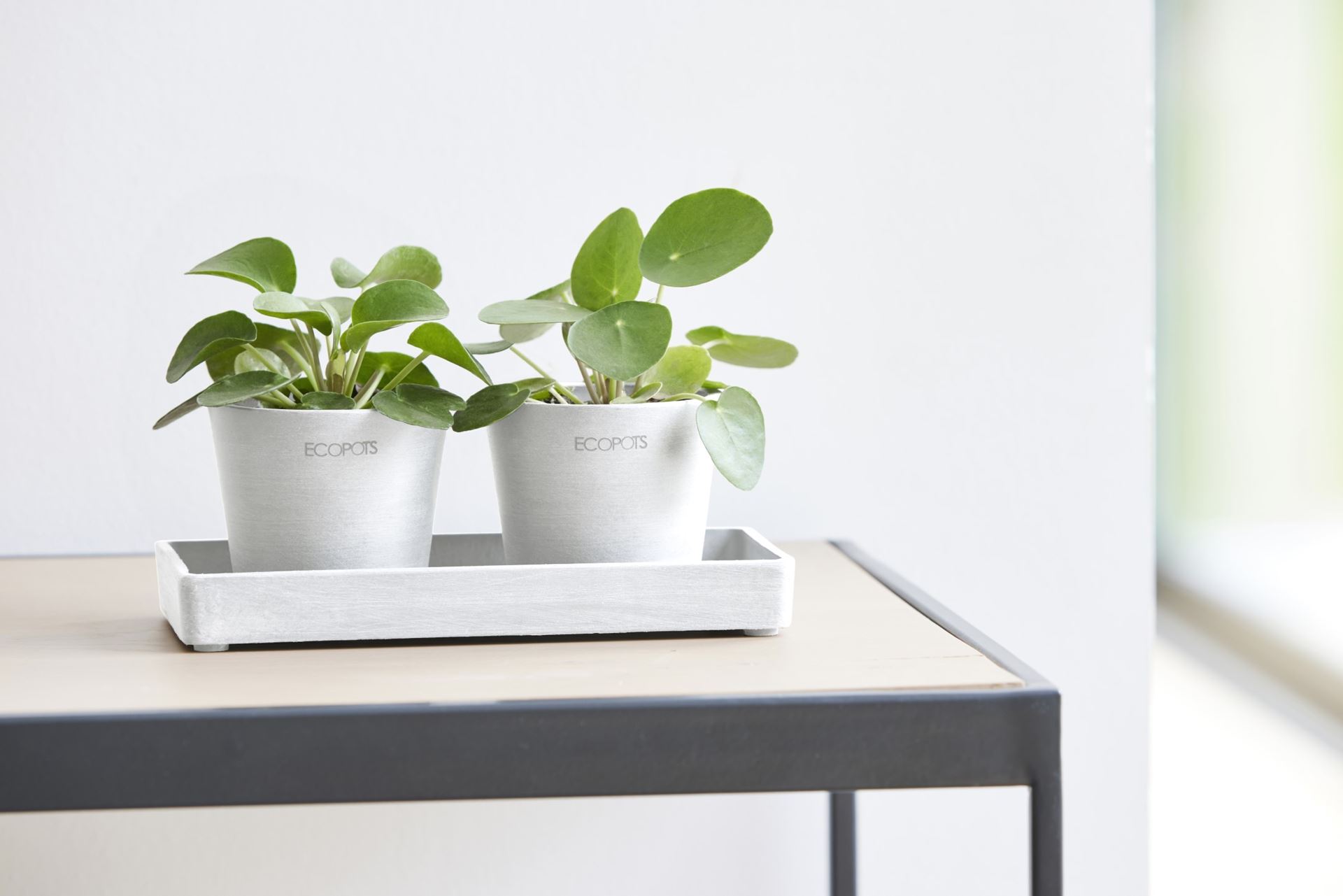 Ecopots-display-platter-pure-white-LBH-2-5x20x10-cm