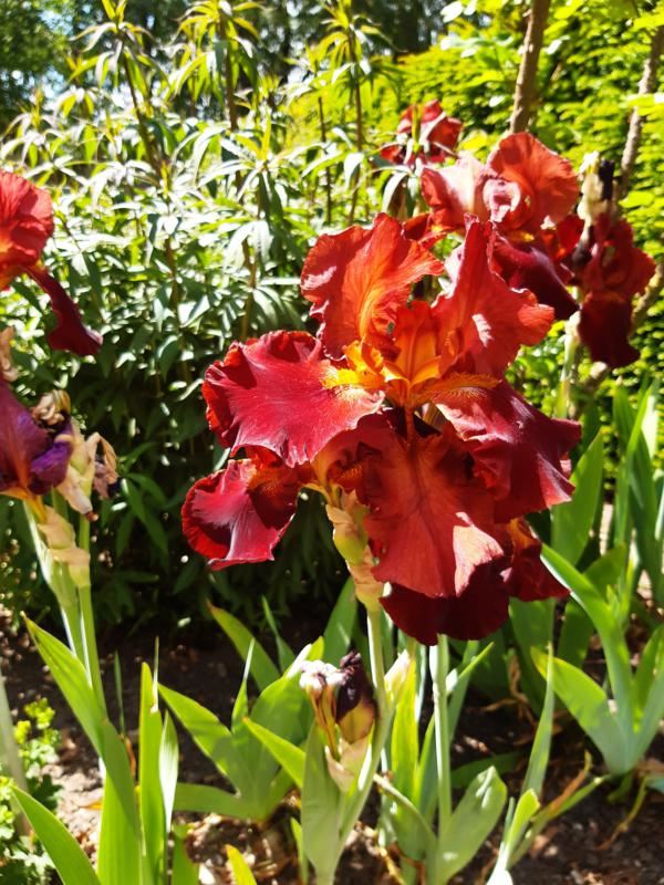 Plantenfiche-Iris-Sultan-s-Palace-