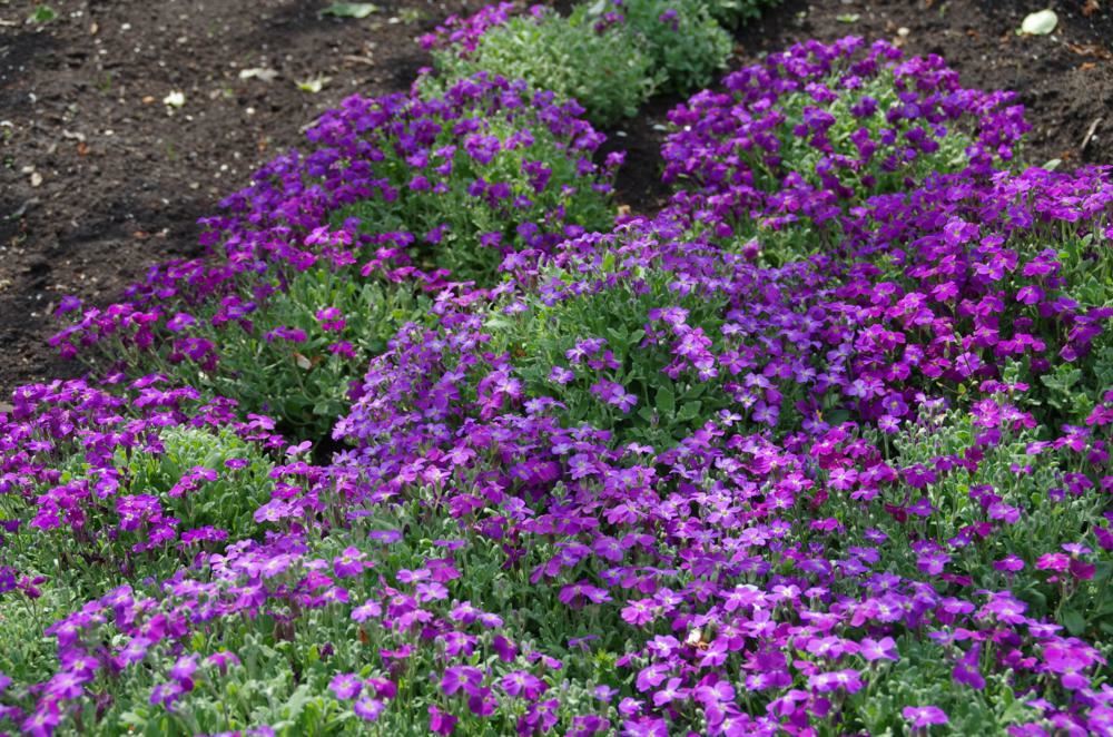Plantenfiche-Aubrieta-Cascade-Purple-