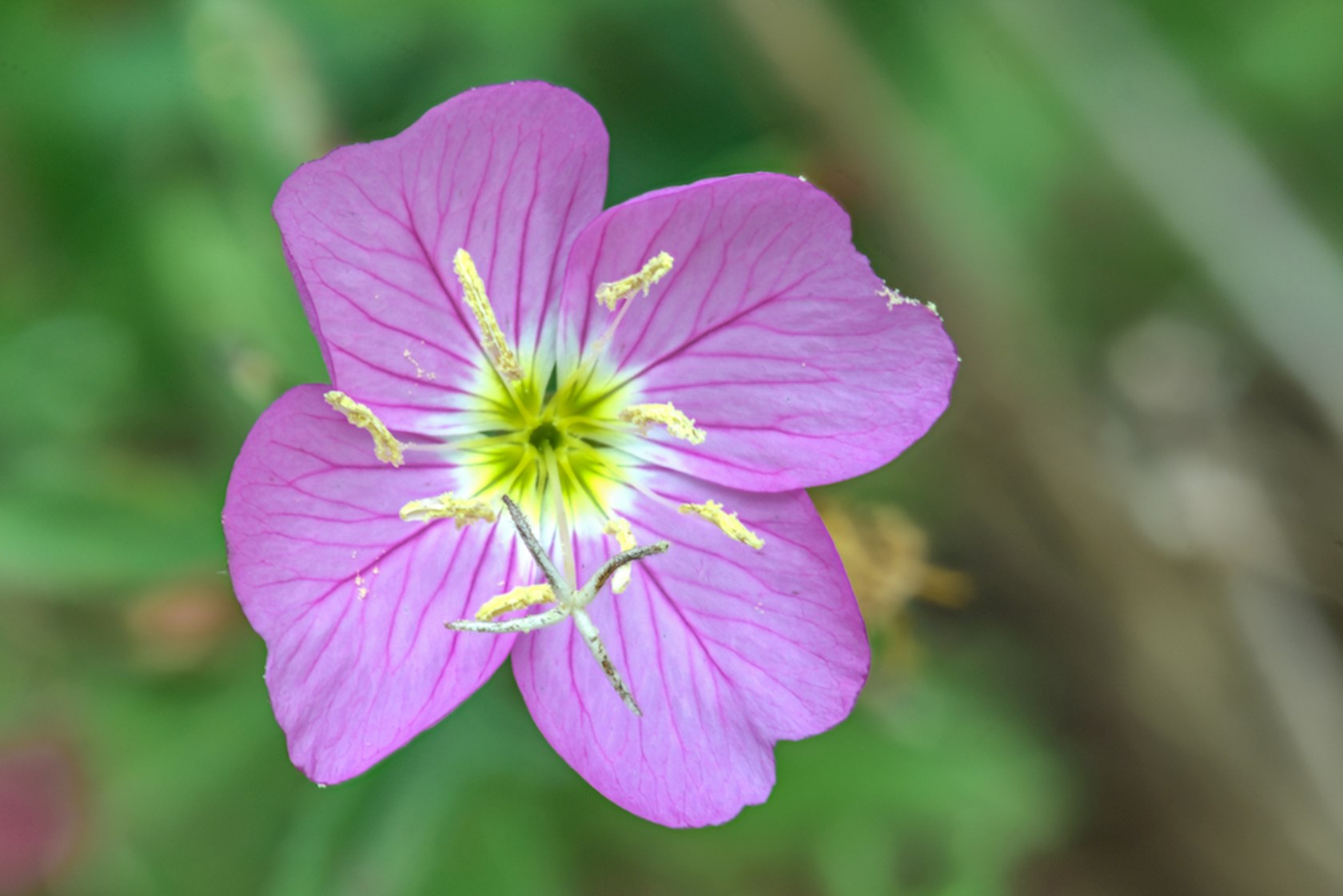 Plantenfiche-Oenothera-speciosa