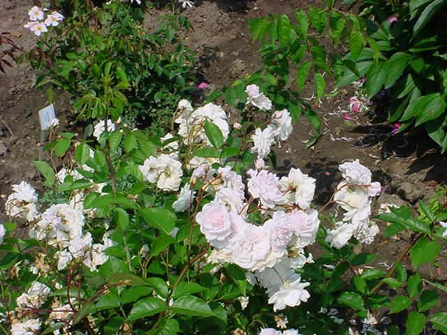 Plantenfiche-Rosa-Marie-Pavie-