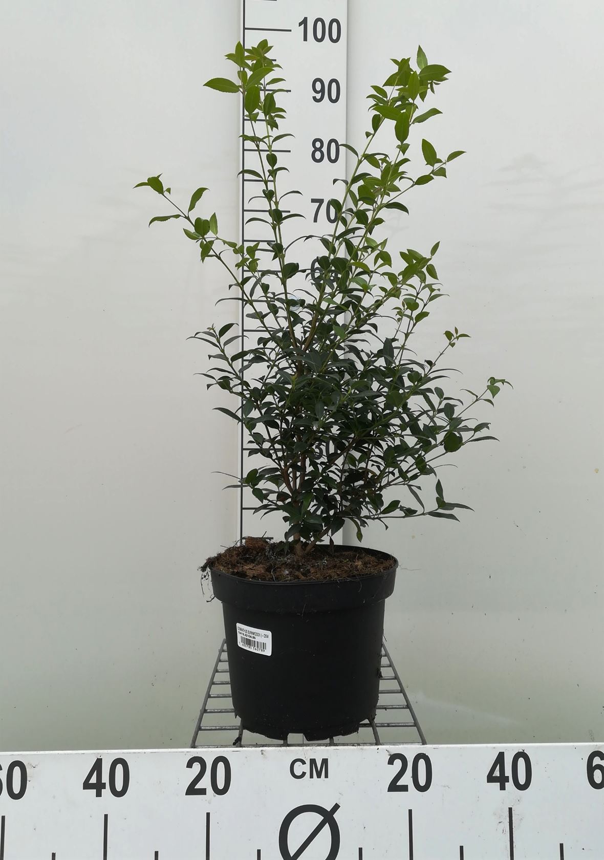 Osmanthus x burkwoodii - pot 5L - 60-80 cm - bush