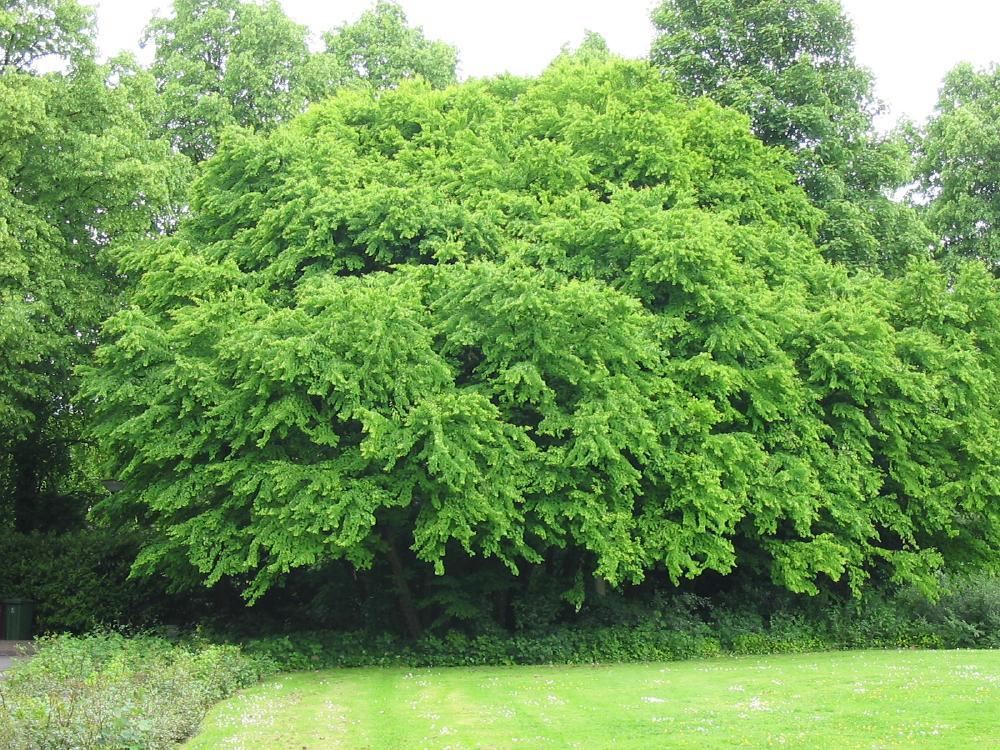 Plantenfiche-Cercidiphyllum-japonicum