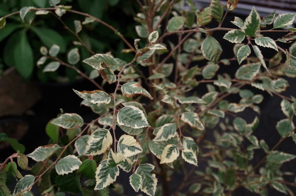 Plantenfiche-Betula-nigra-Shiloh-Splash-
