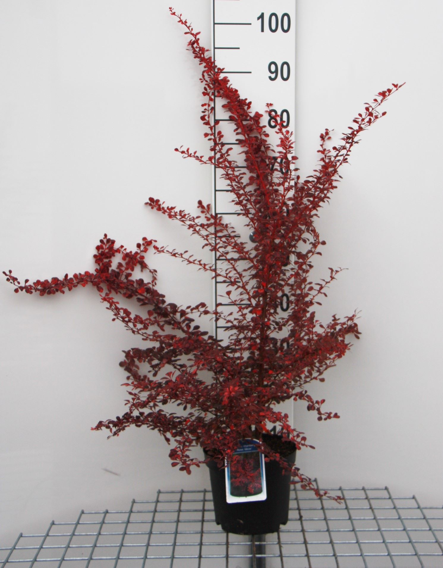 Berberis thunbergii 'Rose Glow' - pot - 30-40 cm