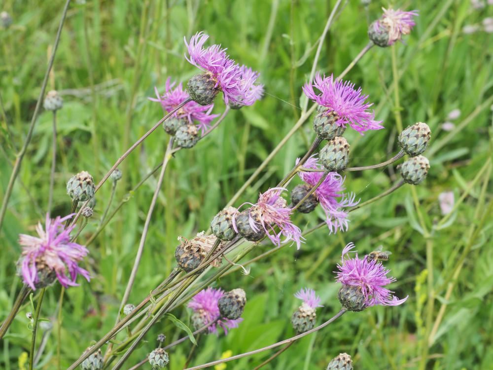Plantenfiche-Centaurea-scabiosa