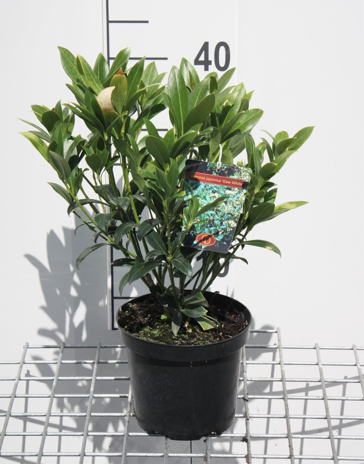 Skimmia japonica 'Kew White' - pot - 25-30 cm