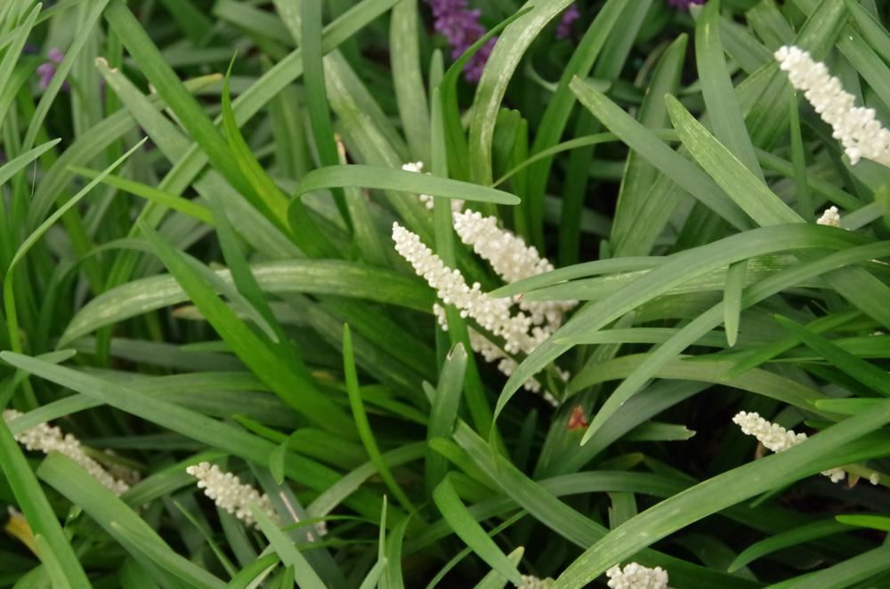Plantenfiche-Liriope-muscari-Monroe-White-
