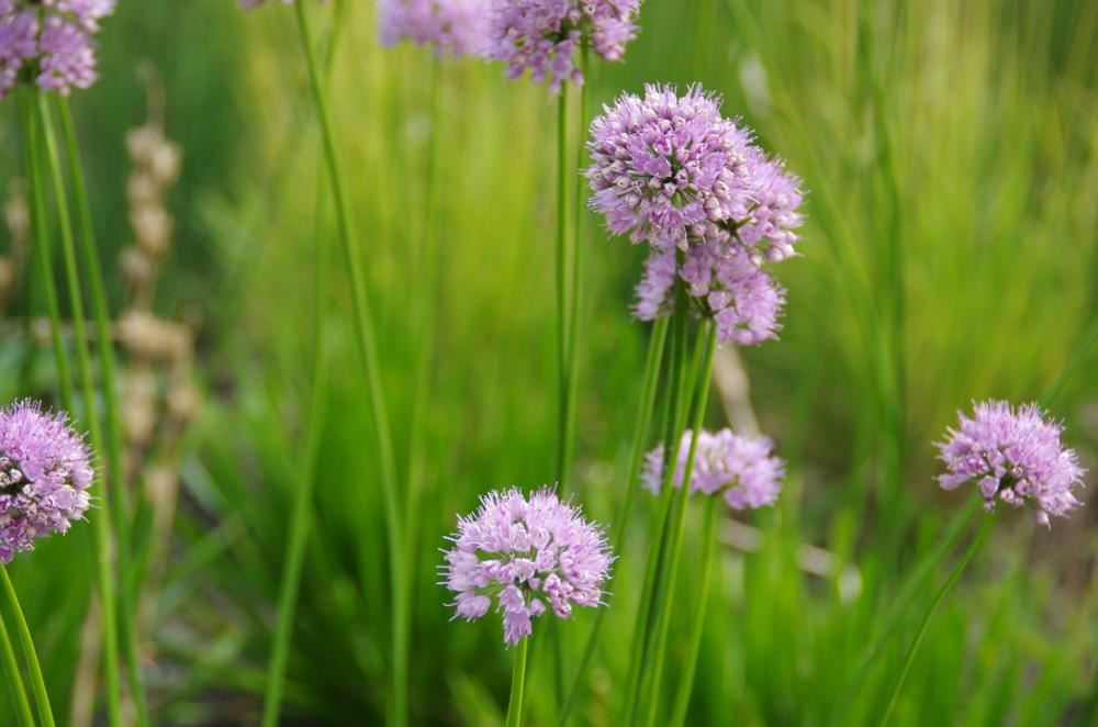 Plantenfiche-Allium-Summer-Beauty-