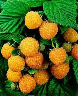 Rubus idaeus 'Fallgold' - pot - Touffu