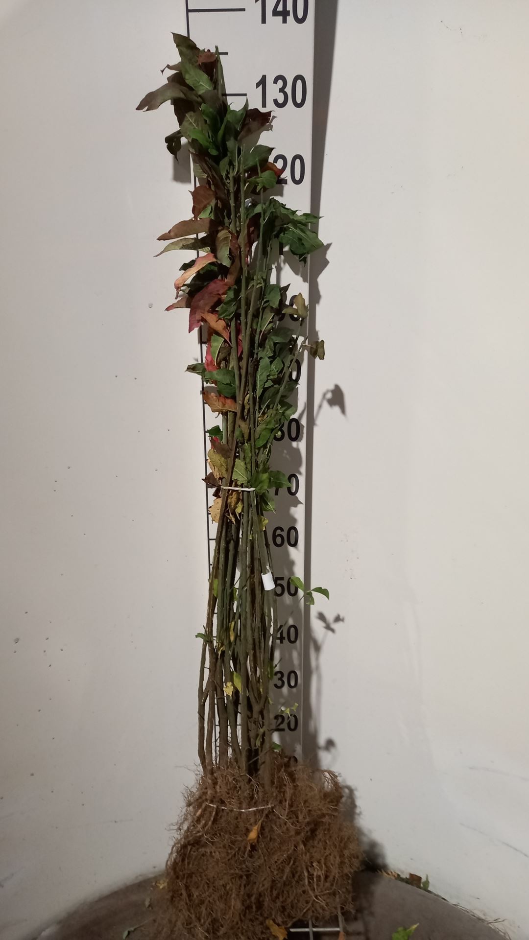 Euonymus europaeus - bare root - 60-90 cm - 3-5 branches