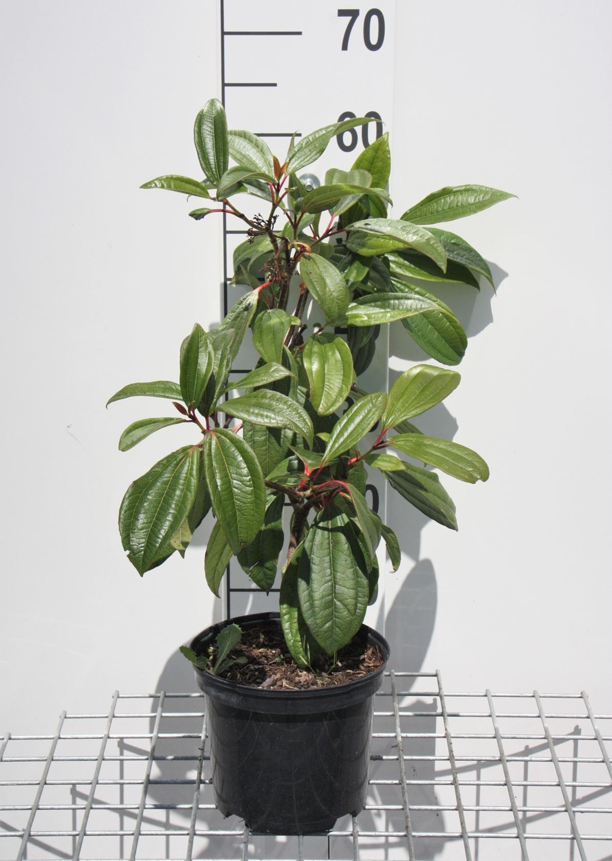 Viburnum davidii - pot - 25-30 cm