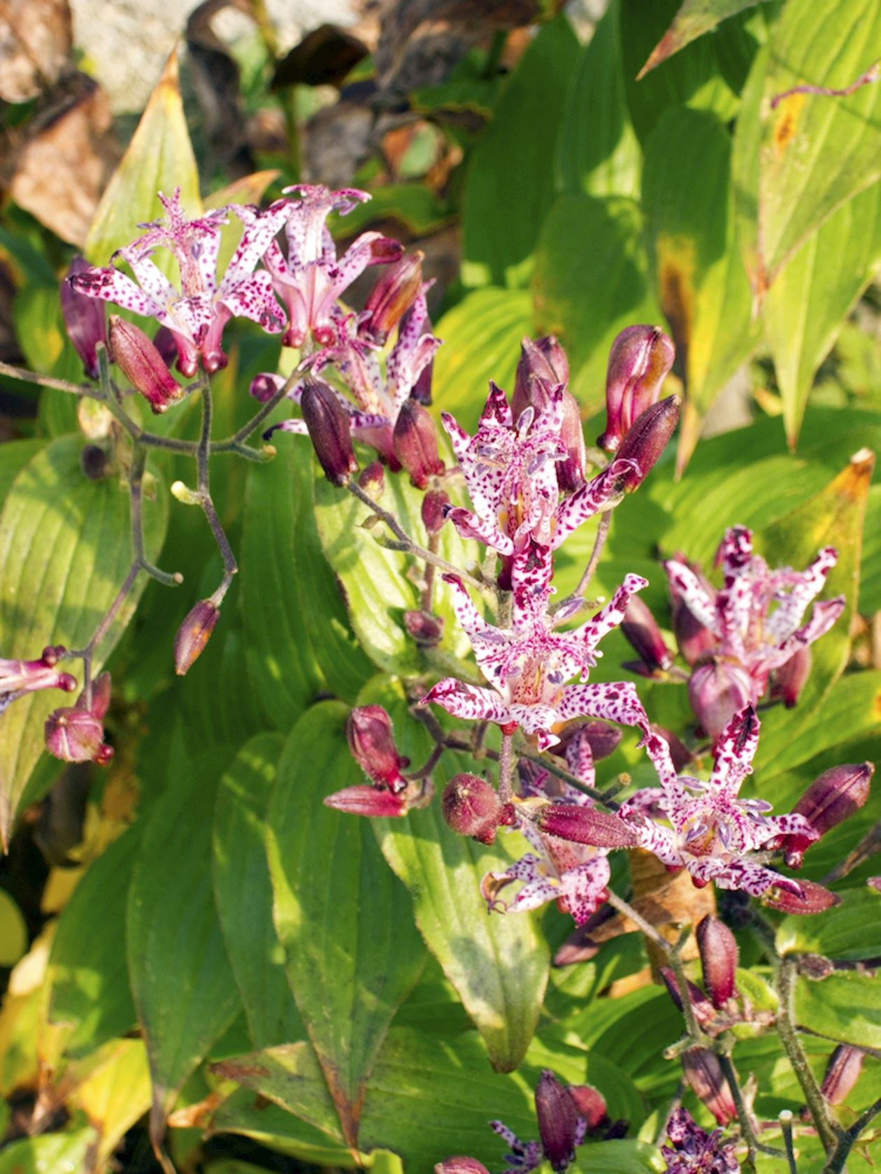 Plantenfiche-Tricyrtis-hirta