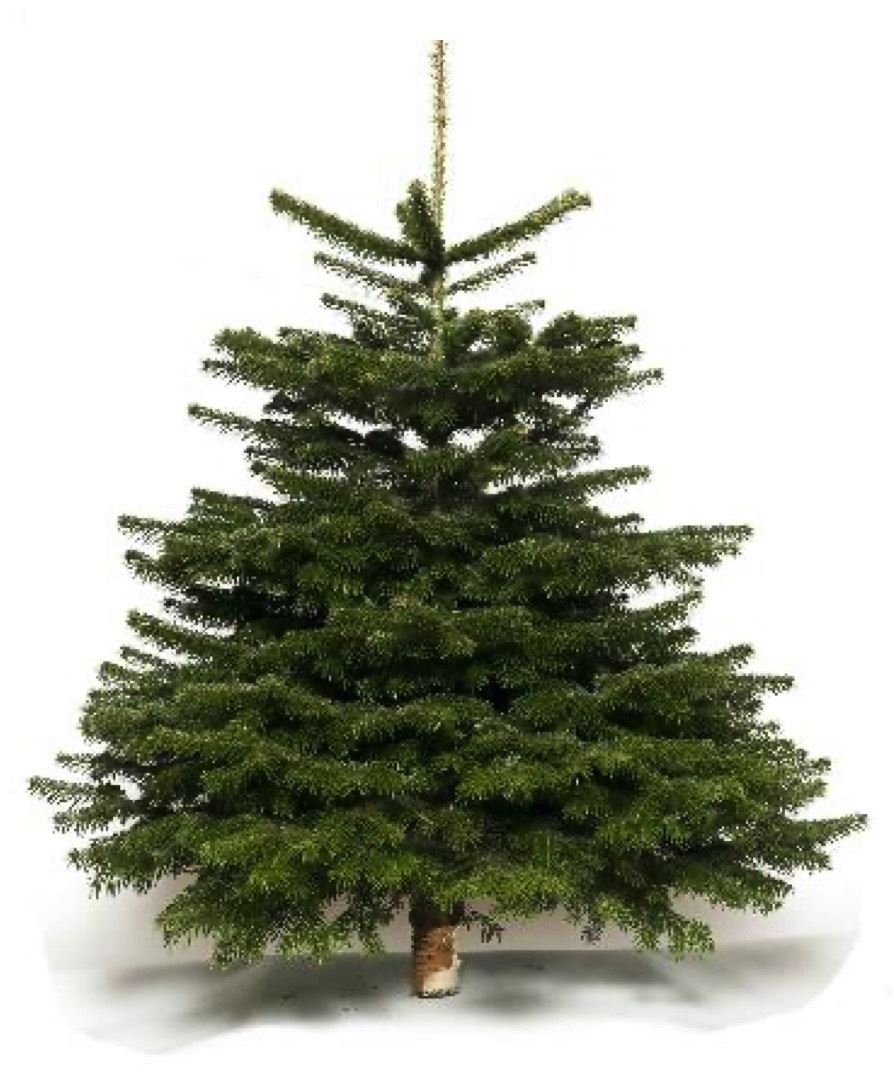 Echte-kerstboom-Nordmann-235-cm-gezaagd