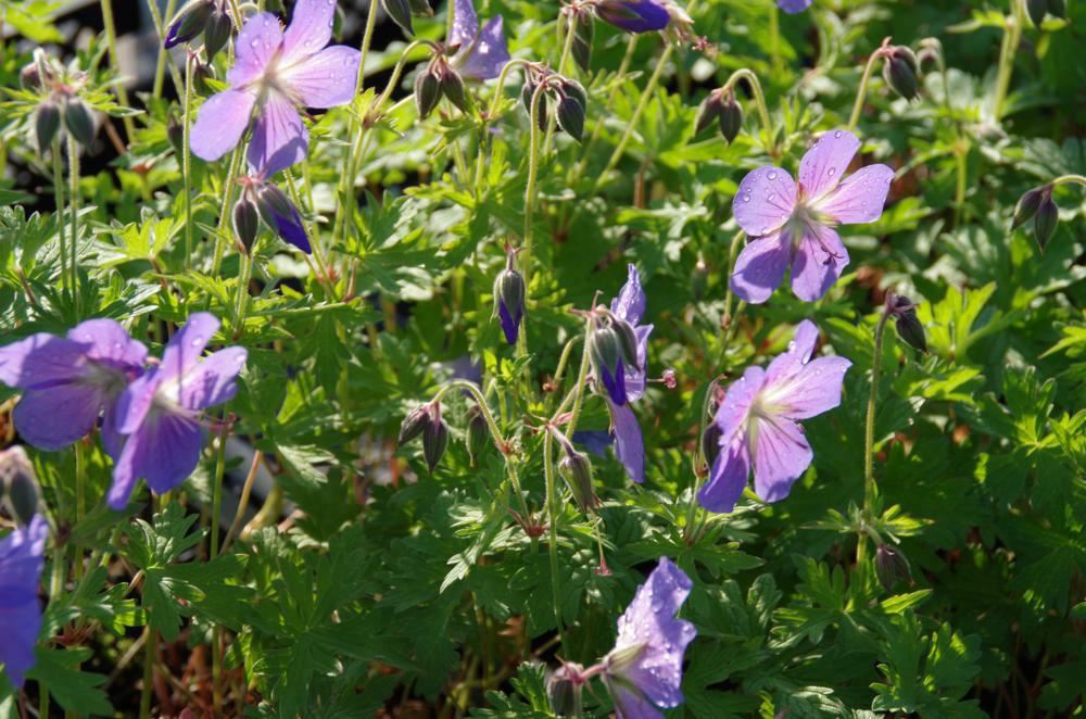 Plantenfiche-Geranium-Johnson-s-Blue-