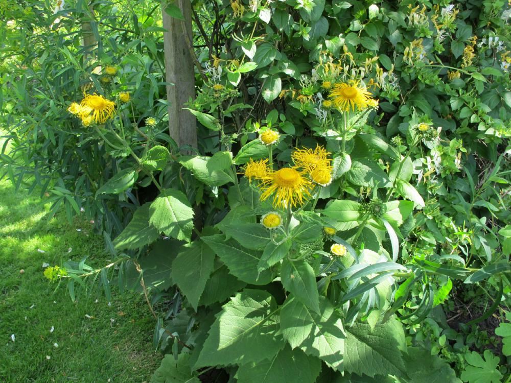 Plantenfiche-Inula-magnifica