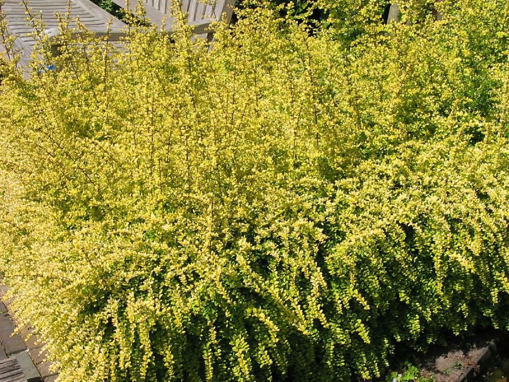 Plantenfiche-Lonicera-nitida-Baggesen-s-Gold-