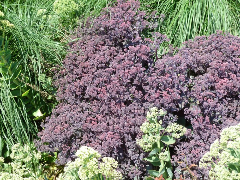 Plantenfiche-Sedum-Xenox-
