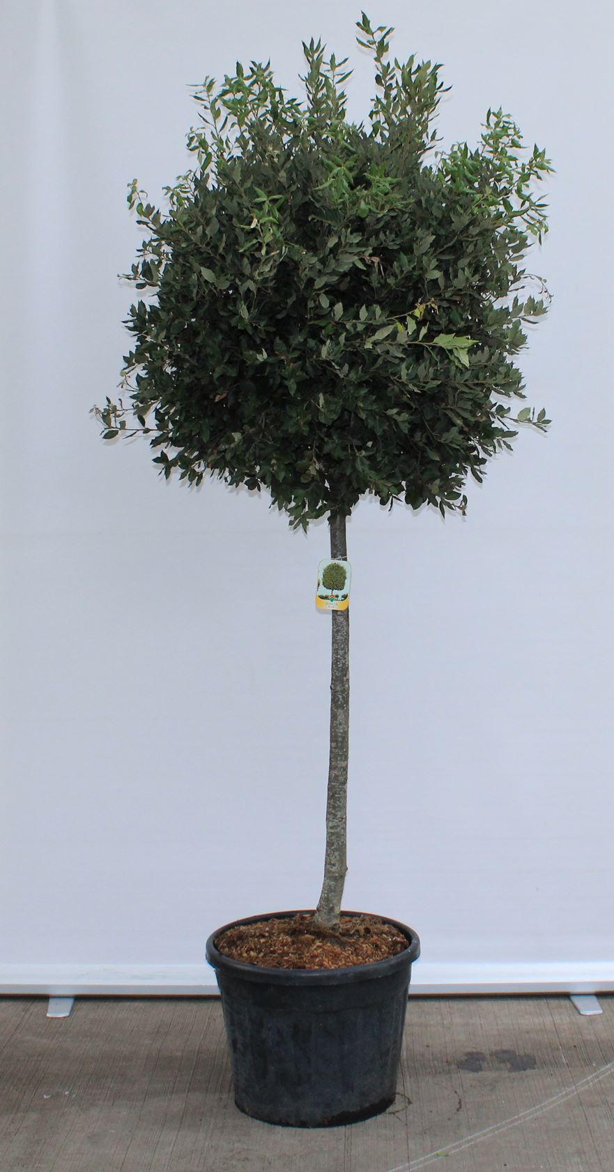 Quercus ilex - pot 70L - arbre semi-tige
